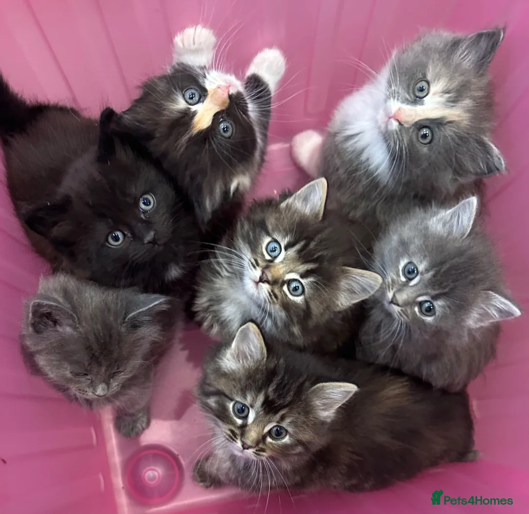 Norwegian Forest Cat cats for sale: Stunningly gorgeous Norwegian Forest Kittens - Advert 1