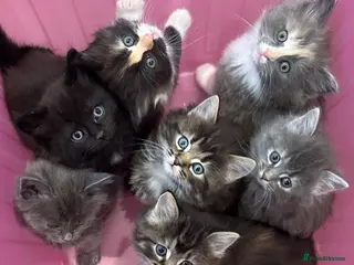 Norwegian Forest Cat cats Stunningly gorgeous Norwegian Forest Kittens - Advert 3