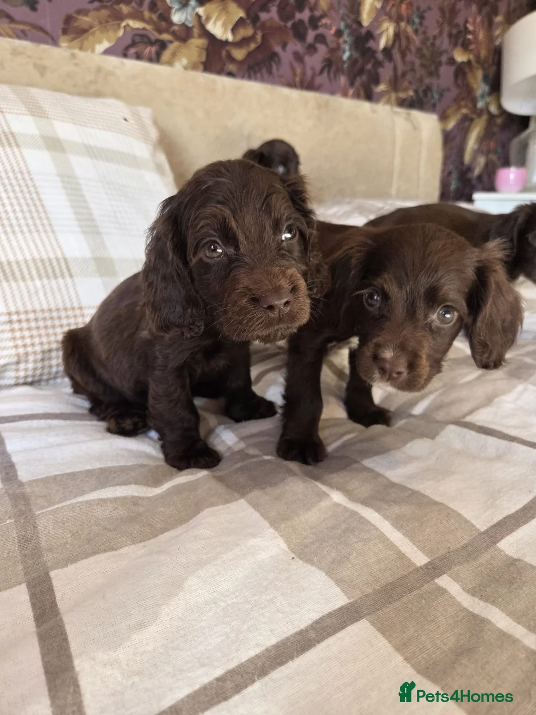 Cocker Spaniel dogs for sale: Lovely Cocker Spaniel puppies  - Advert 2