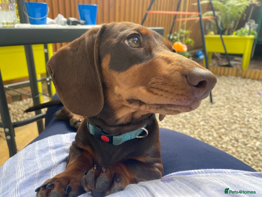 Miniature Dachshund dogs for stud: PROVEN MINIATURE DACHSHUND STUD in Faringdon - Advert 3