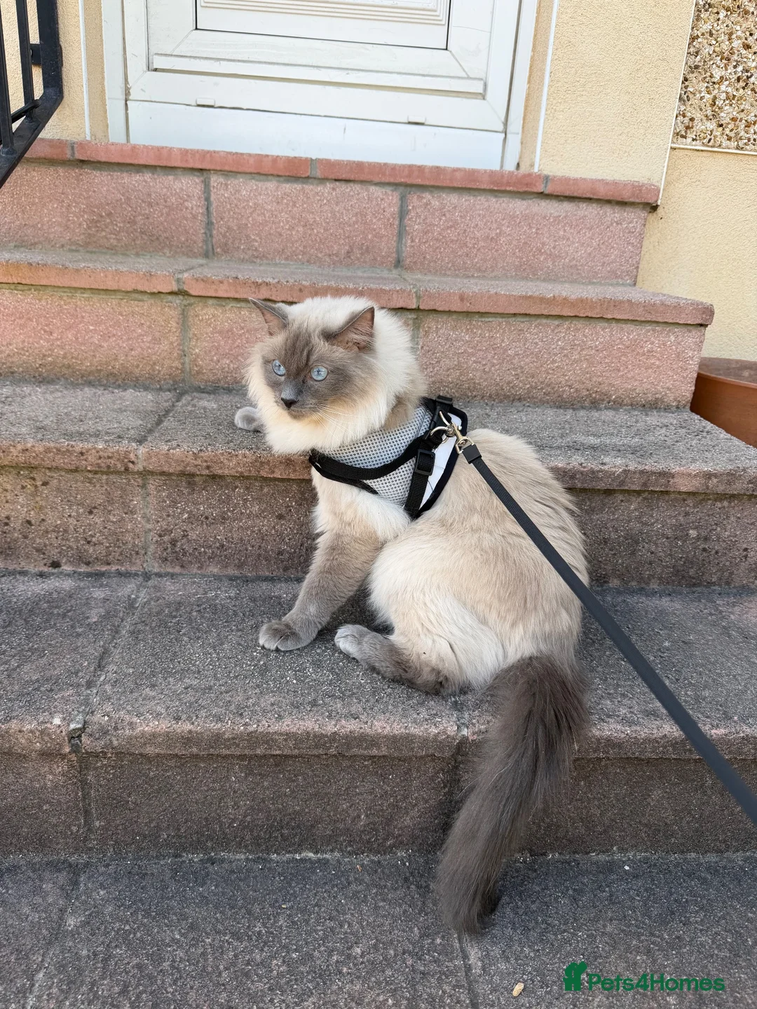 Ragdoll cats for sale: Ragdoll blue point  - Advert 2