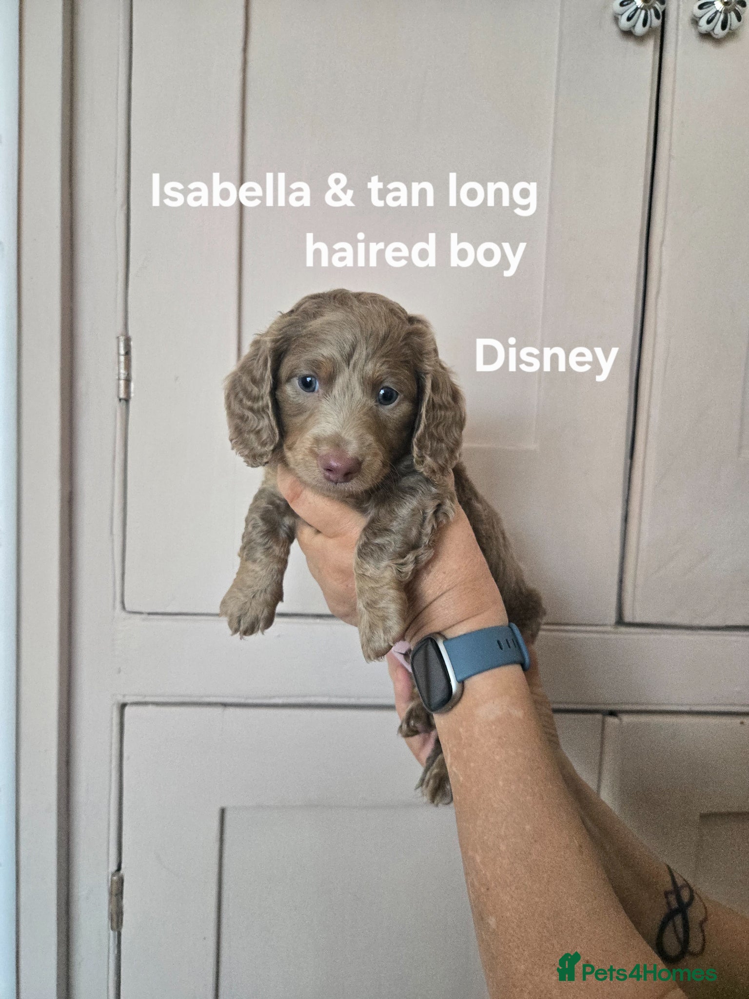 Miniature Dachshund dogs Adorable miniature Dachshund puppies - Advert 8