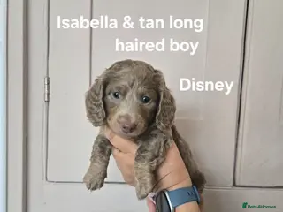 Miniature Dachshund dogs Adorable miniature Dachshund puppies - Advert 8