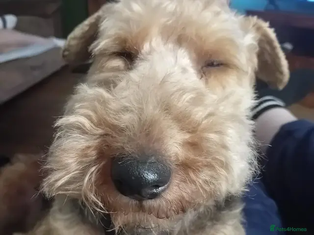 Welsh Terrier dogs for sale: Wallace - Cuddly Welsh Terrier - Advert 1