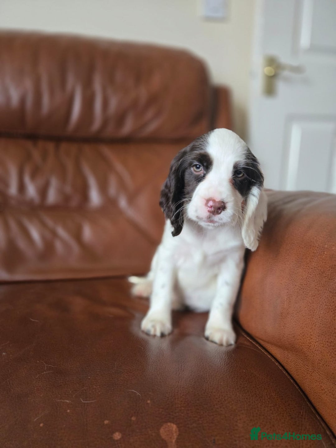 Cocker Spaniel Puppies North East English Cocker Rehome Springer