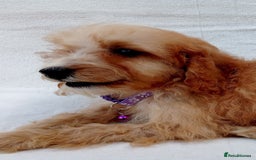 Cavapoo dogs for sale: Cavapoo puppies  - Image 7