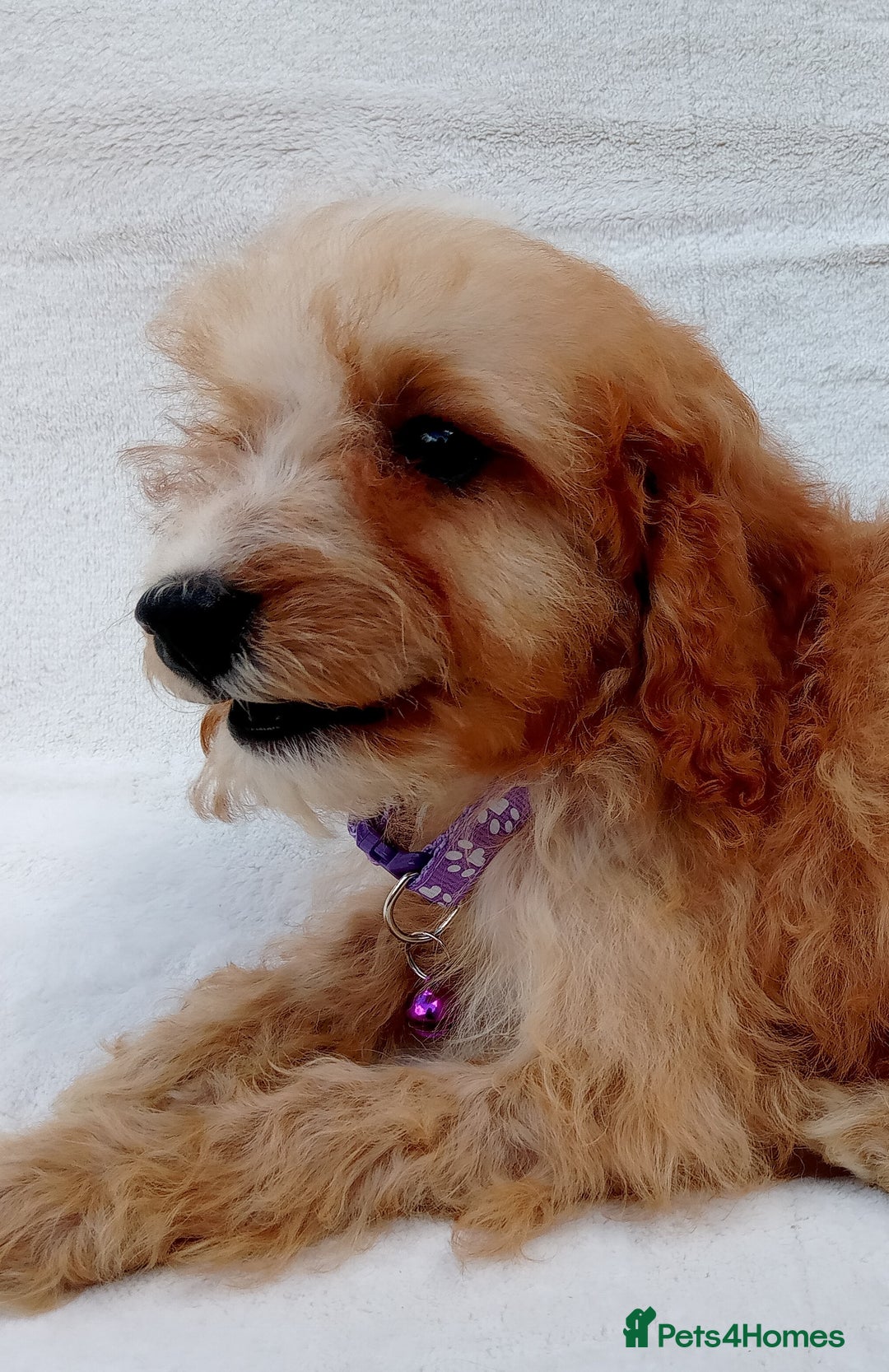 Cavapoo dogs for sale: Cavapoo puppies  - Image 7