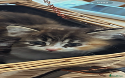 Ragdoll cats for sale: Beautiful Half Ragdoll Kittens - Image 5
