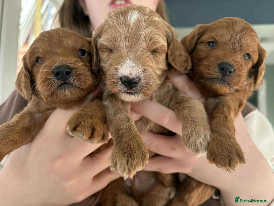 Cockapoo dogs for sale: F1B Red Cockapoo Pups - Image 11