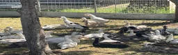 Ducks poultry for sale: Indian runner ducks - Advert 9
