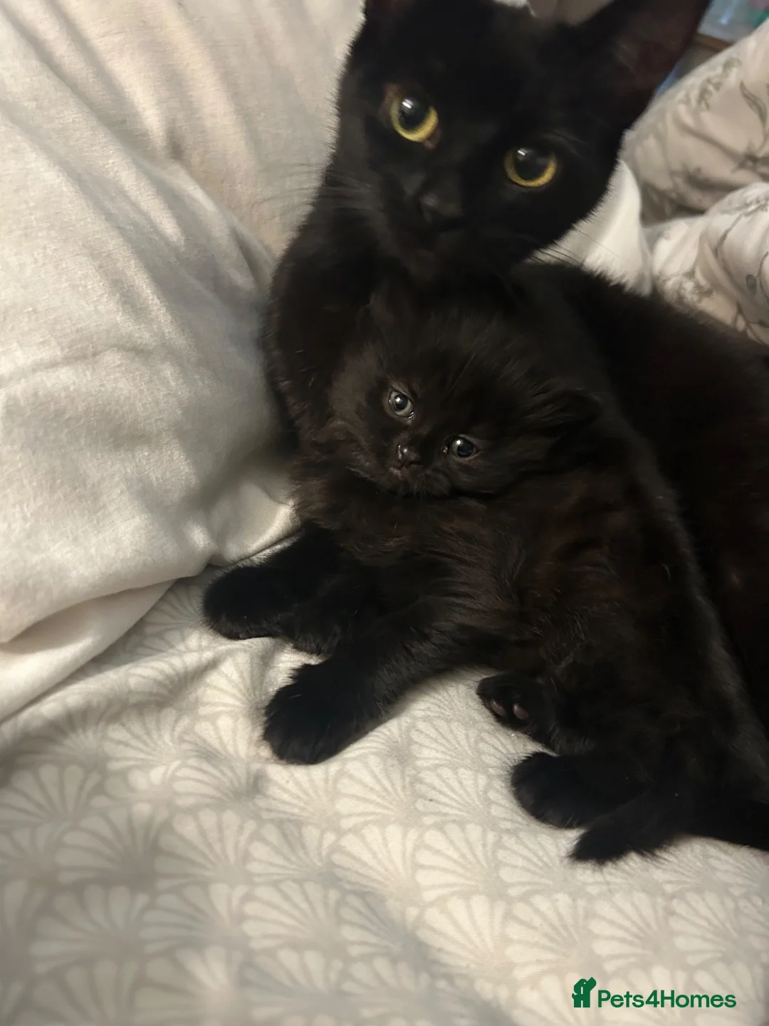 Mixed Breed cats for sale: X2 Boy kittens & mum  - Advert 3