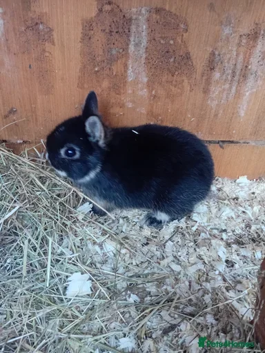 Netherland Dwarf rabbits Netherland dwarf rabbits  - Advert 3