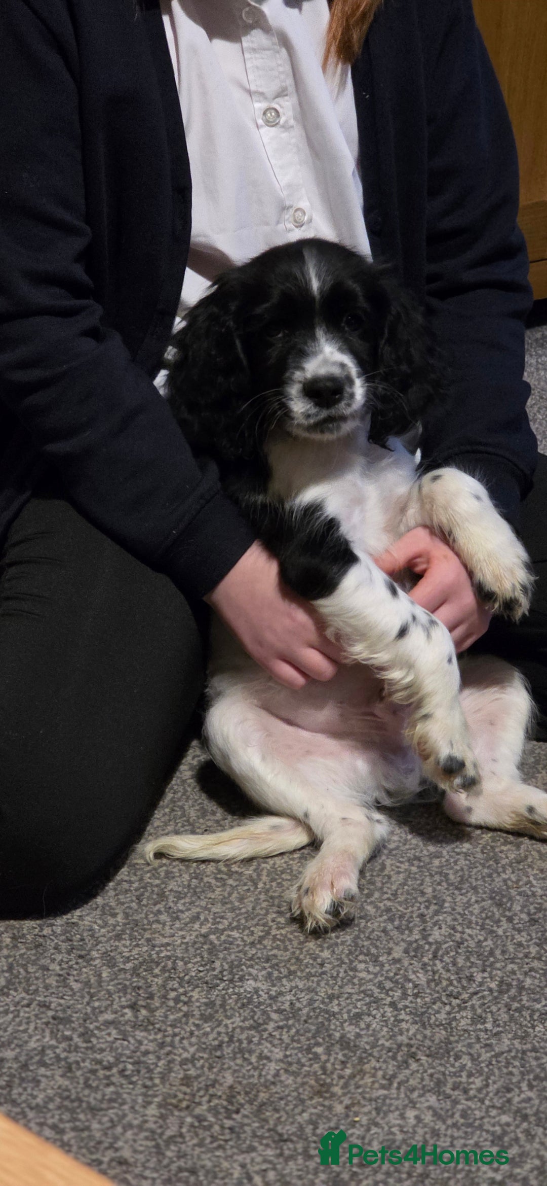 Sprocker dogs for sale: Sprocker pup - Advert 8