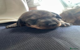 Dachshund dogs for sale: KC Registered Wirehaired Teckel Standard Dacshund  - Image 13