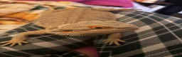 Bearded Dragon reptiles for sale: 2 bearded dragons for sale in Dereham - Advert 3