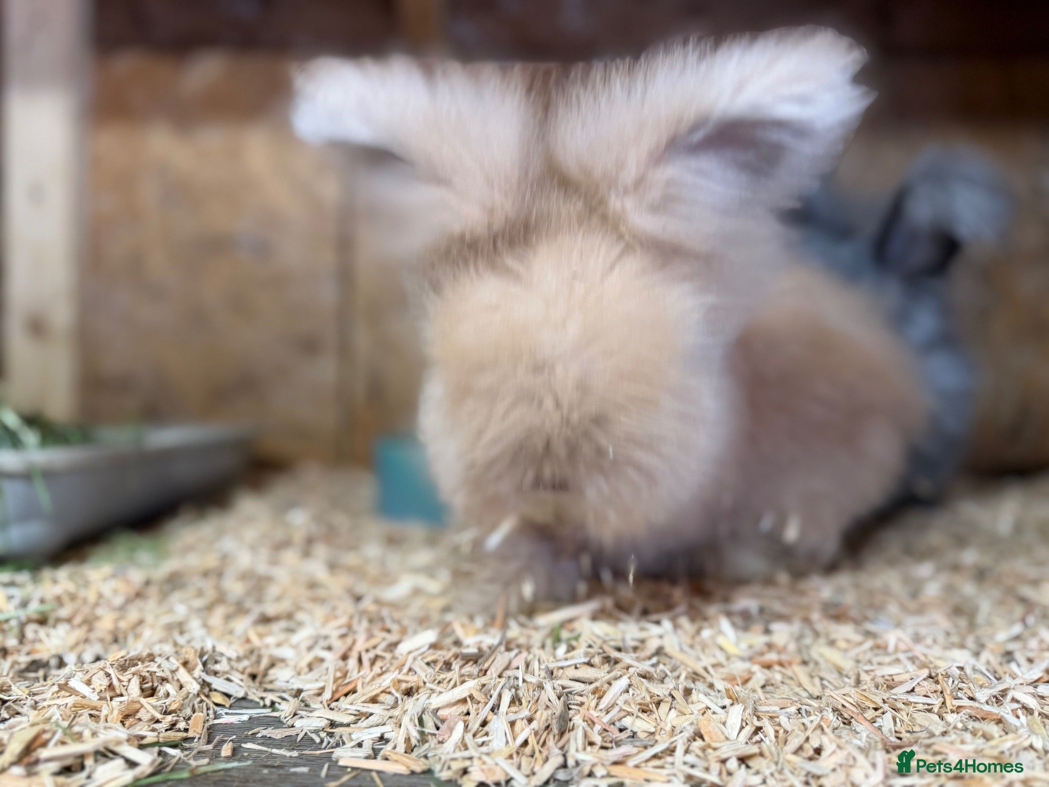Angora rabbits for sale: Buck Angora Ready to leave - Advert 1