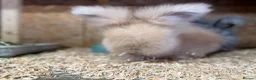 Angora rabbits for sale: Angora - Advert 7