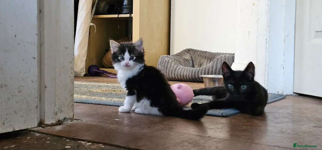 Mixed Breed cats for sale: Stunning Bengal/savannah x domestic shorthair  - Advert 1