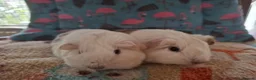 Guinea Pig rodents for sale: Baby Boars In Different Breeds  - Advert 10