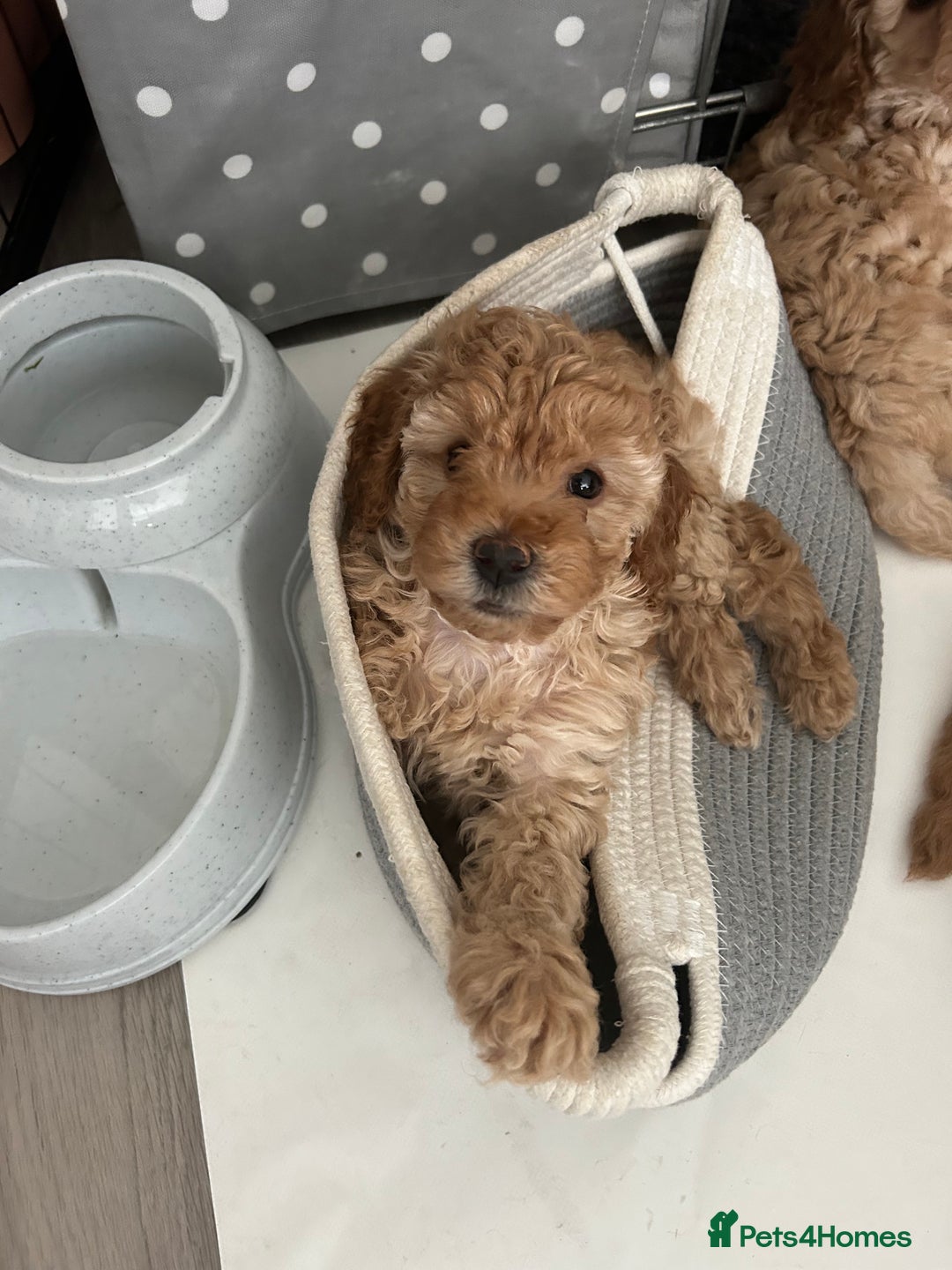 Cavapoo dogs for sale: Extensively health tested Stunning F1B Cavapoo  - Image 5