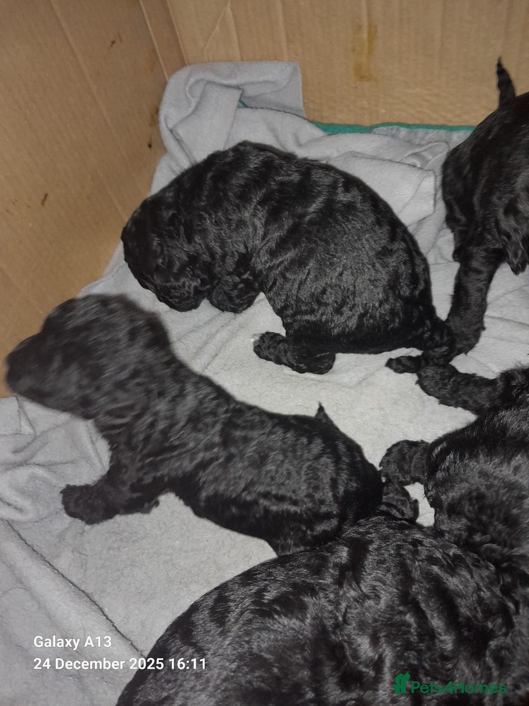 Cockapoo dogs for sale: Black Cockapoos  - Advert 9