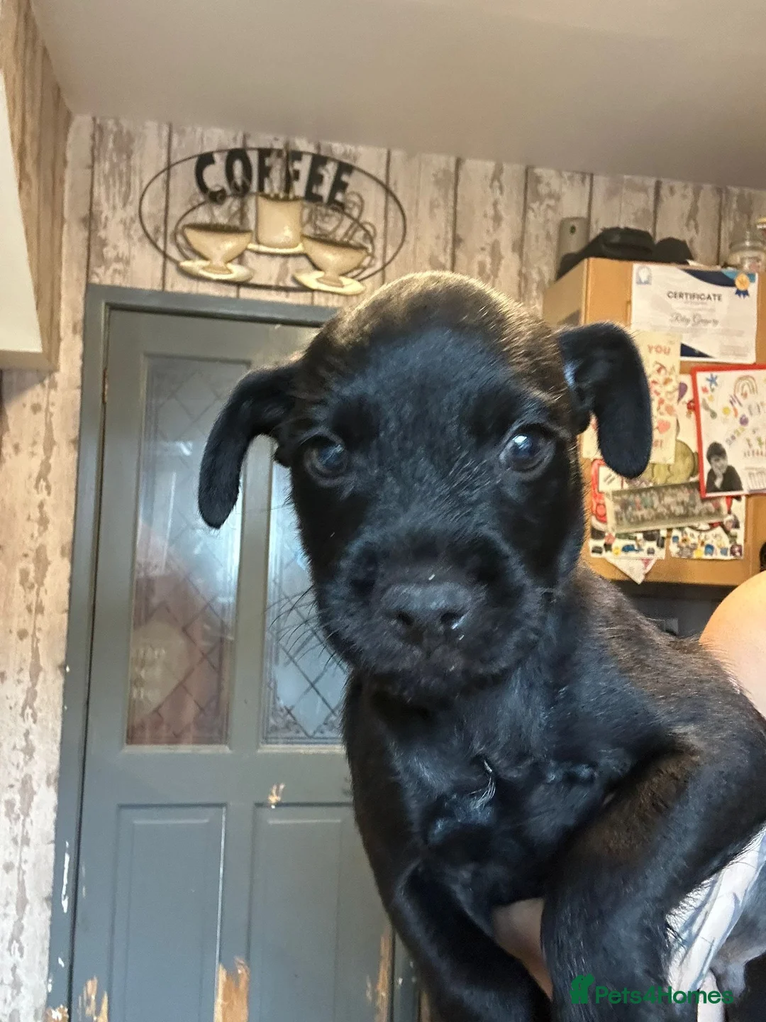 Patterdale Terrier dogs for sale: Patterdale Terriers Pups For Sale  - Advert 2