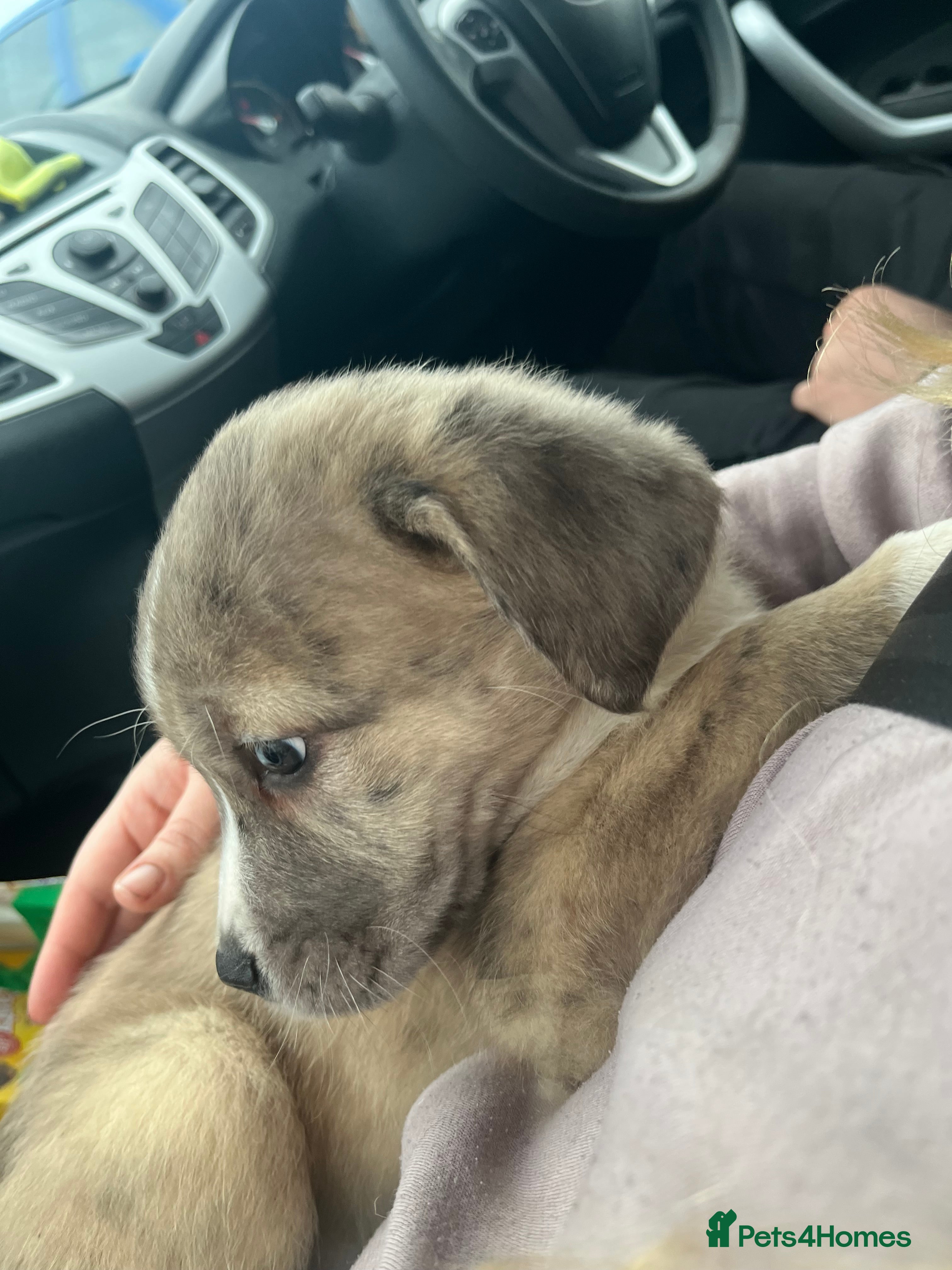 Mixed Breed dogs Beautiful rare Merle puppies - Advert 1