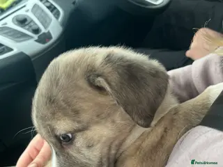 Mixed Breed dogs Beautiful rare Merle puppies - Advert 5