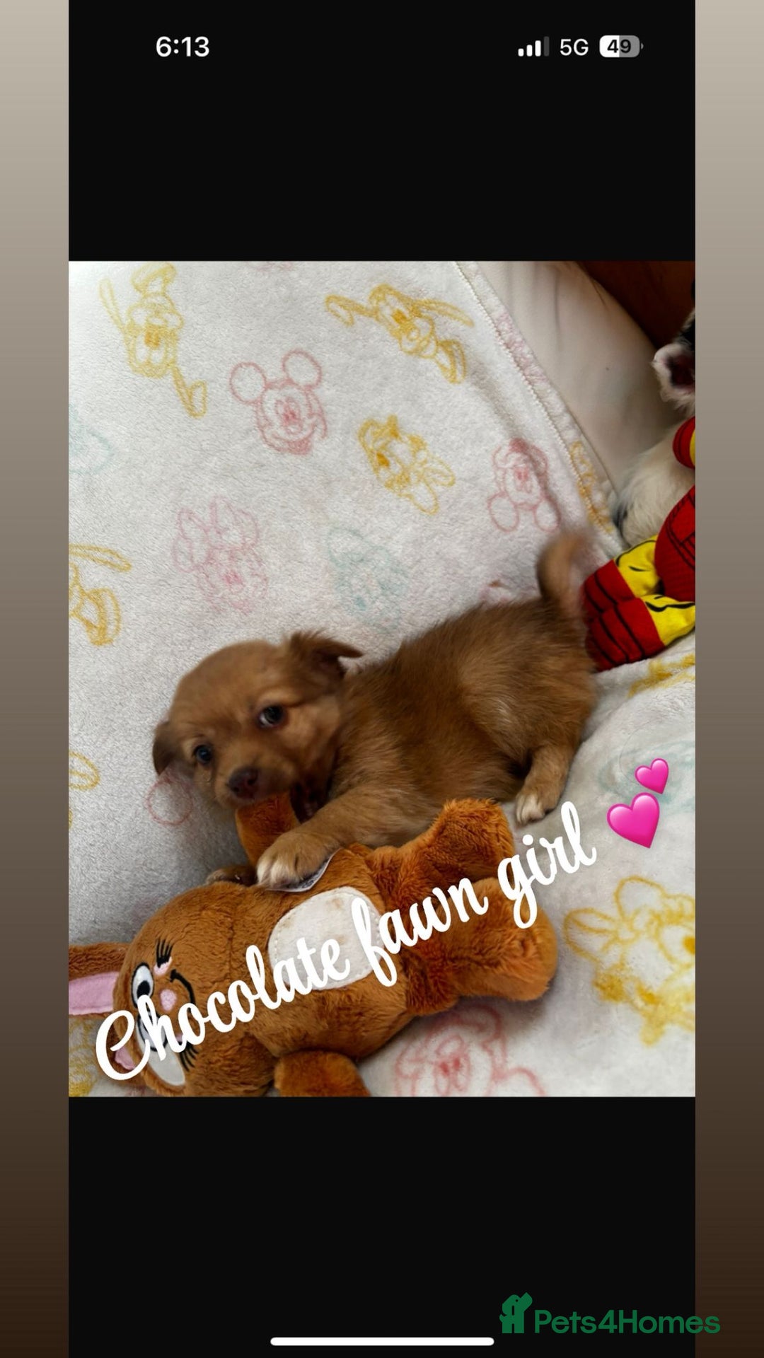 Chihuahua dogs for sale: Chihuahua puppies  - Image 7