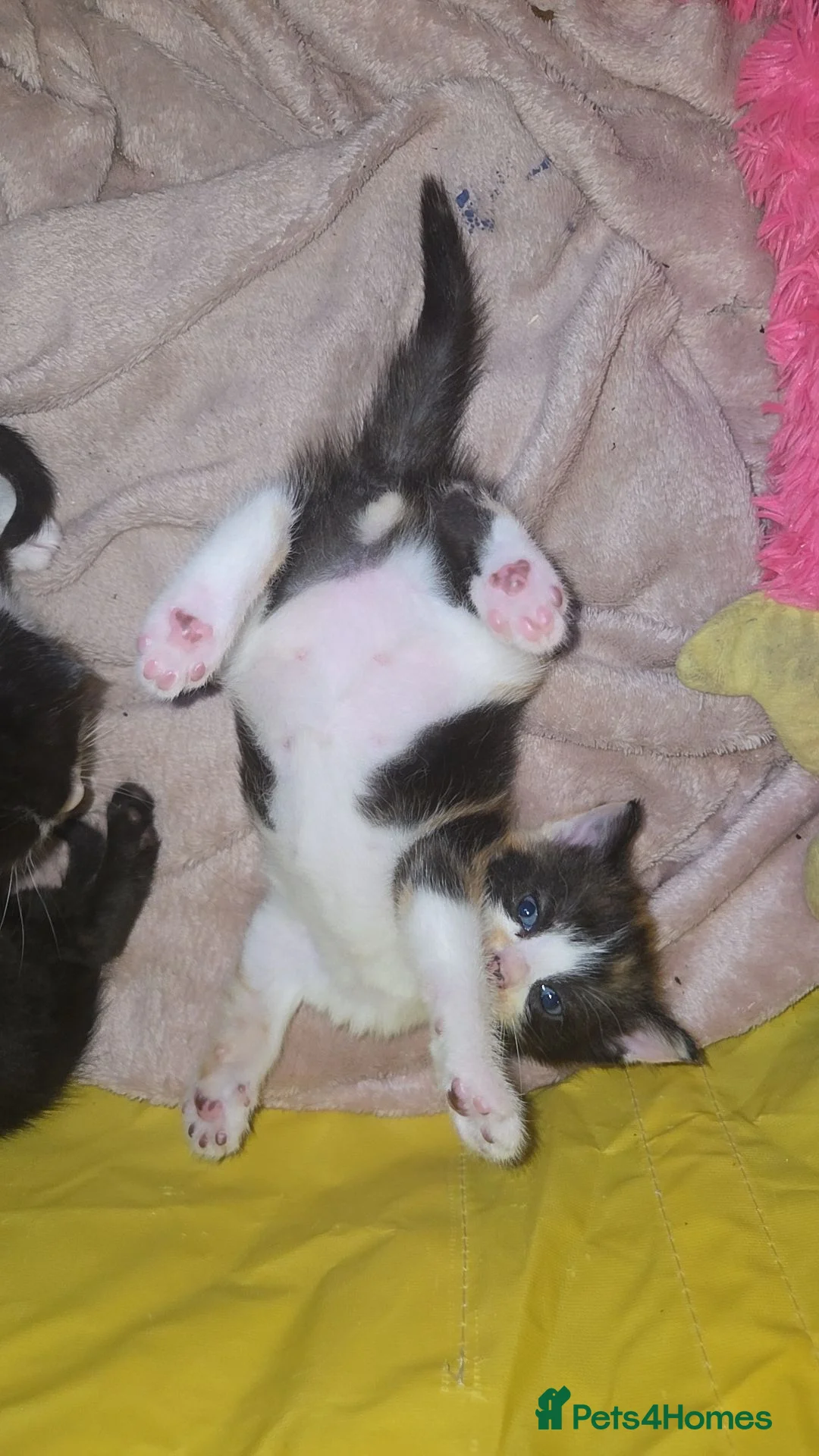 Mixed Breed cats for sale: Beautiful mixed kittens - Advert 6