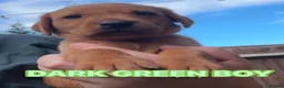 Labrador Retriever dogs for sale: Fox red Labrador puppies  - Advert 7