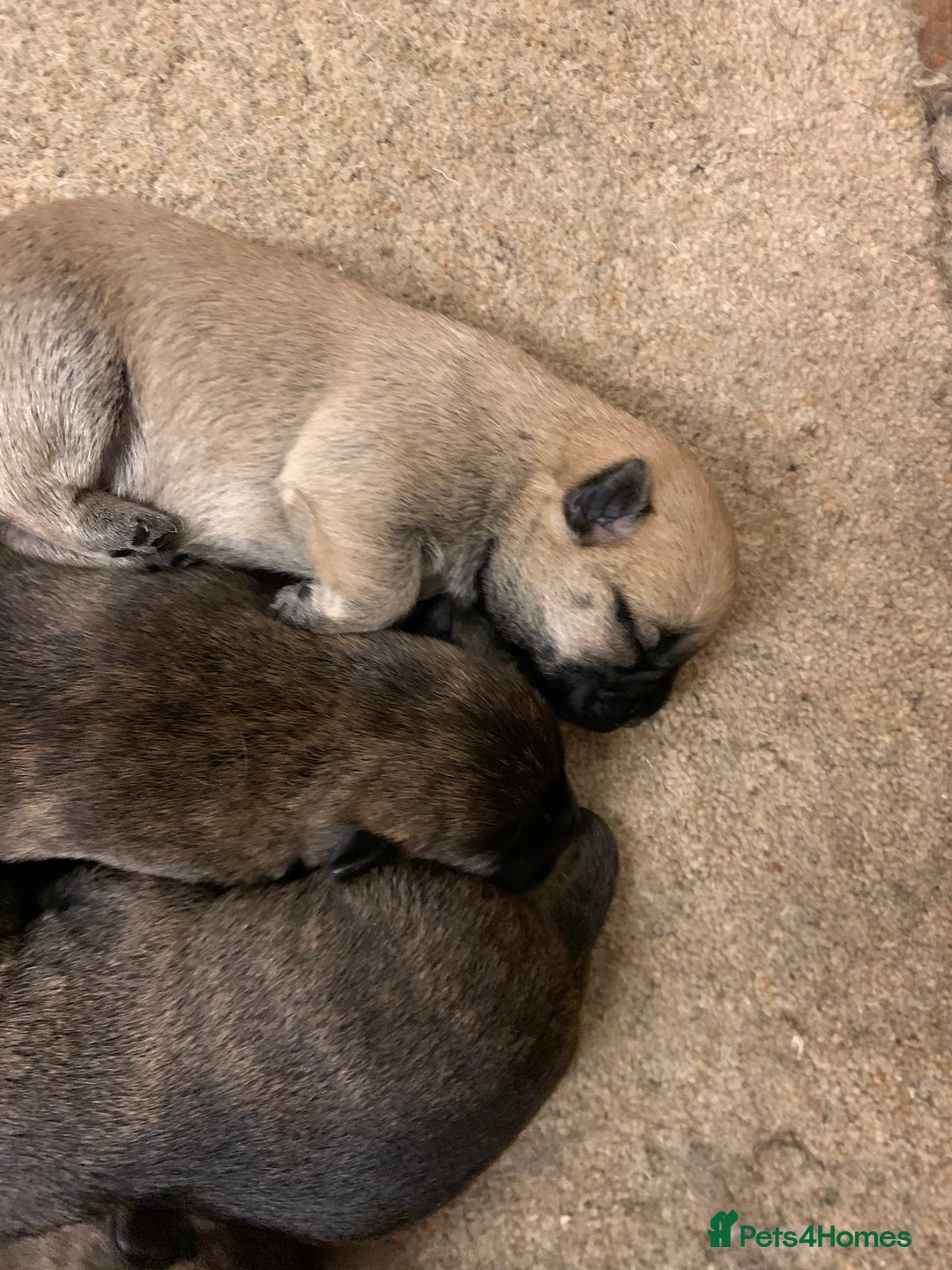 Cairn Terrier dogs for sale: Pure Bred Cairn Terrier puppies  - Advert 8