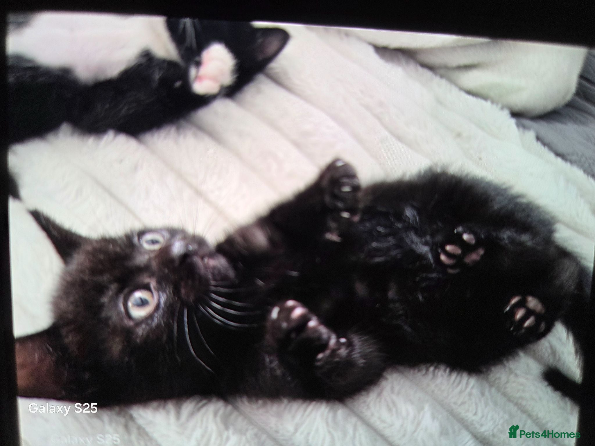 Mixed Breed cats Black Little boy kitten last one - Advert 1