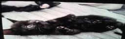 Mixed Breed cats for sale: Black Little boy kitten last one - Advert 1