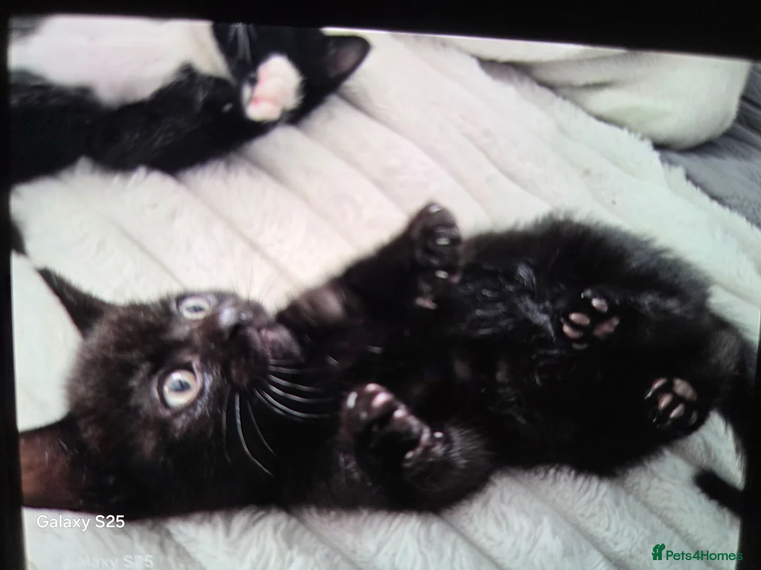 Mixed Breed cats for sale: Black Little boy kitten last one - Advert 1