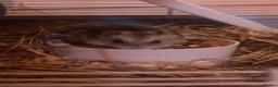 Hamster rodents for sale: male dwarf hamster with cage and accessories  in North Shields - Advert 3