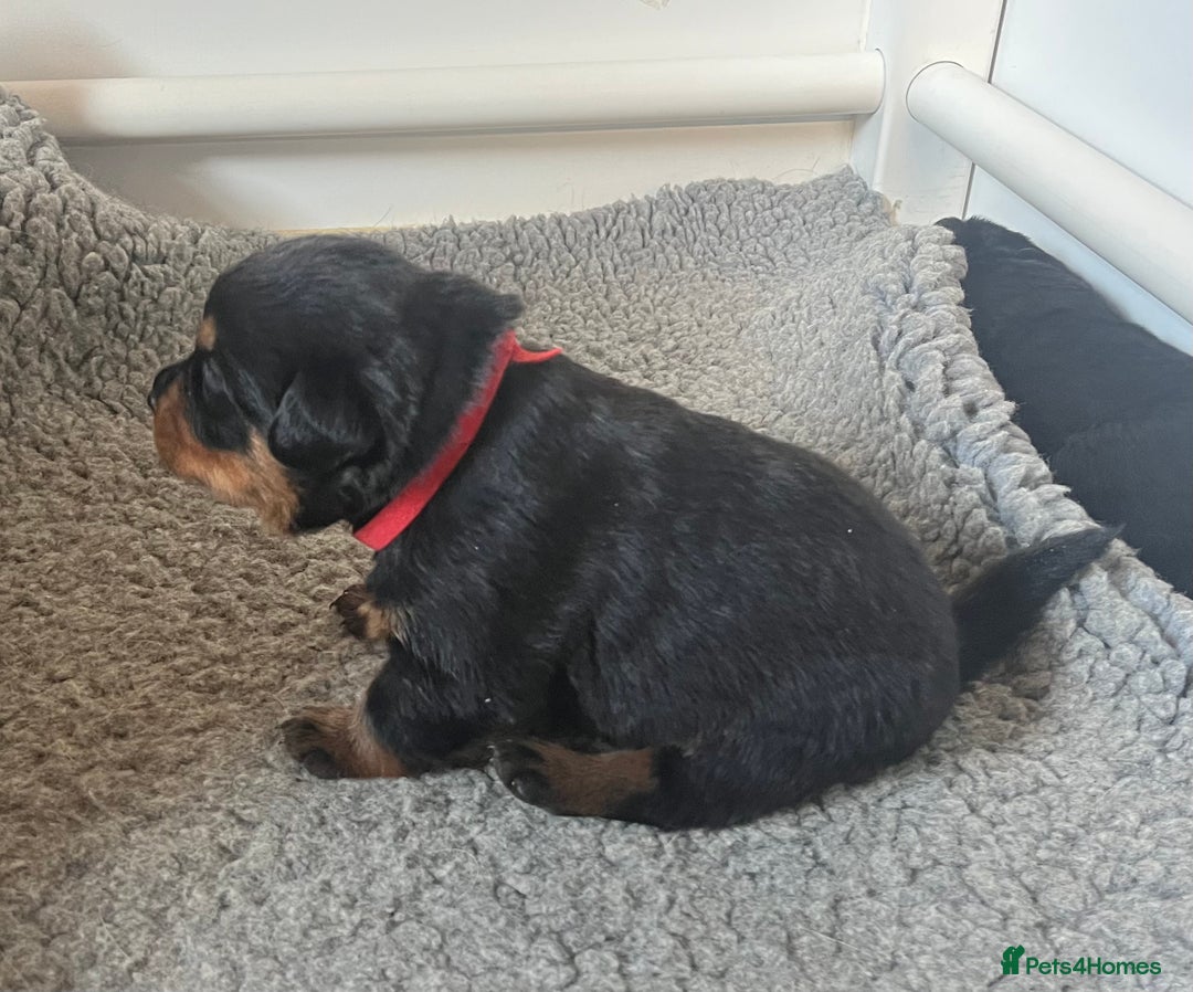 Rottweiler dogs for sale: Rottwieler pups kc registered - Advert 13