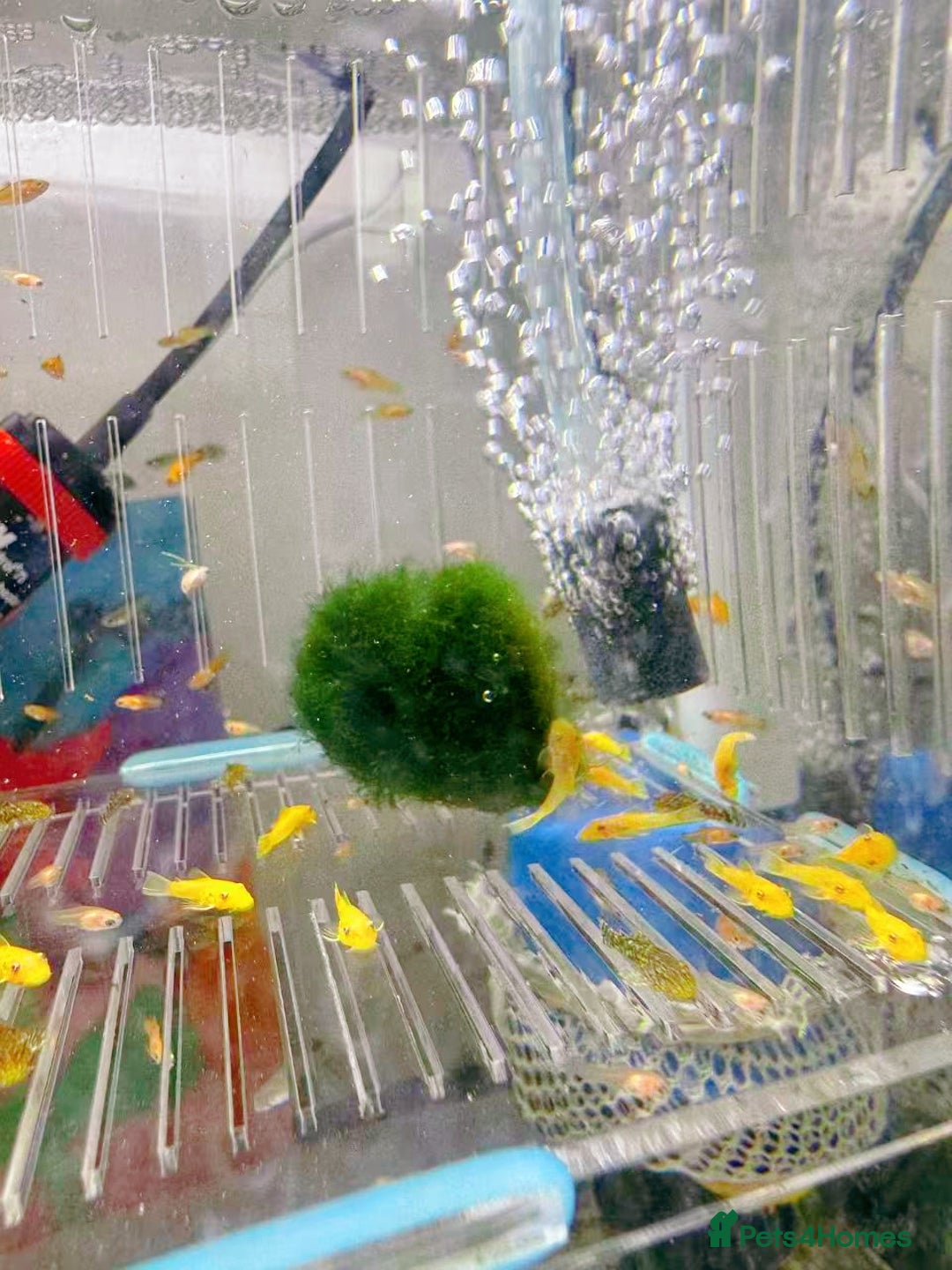 Plecos fish for sale: Bristlenose Pleco Golden&Snowflake – Various Sizes - Advert 6