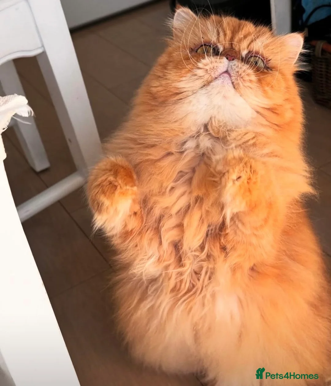 Persian cats for stud: G.C.C.F cream Stud Pedigree Champion Lineage - Advert 2