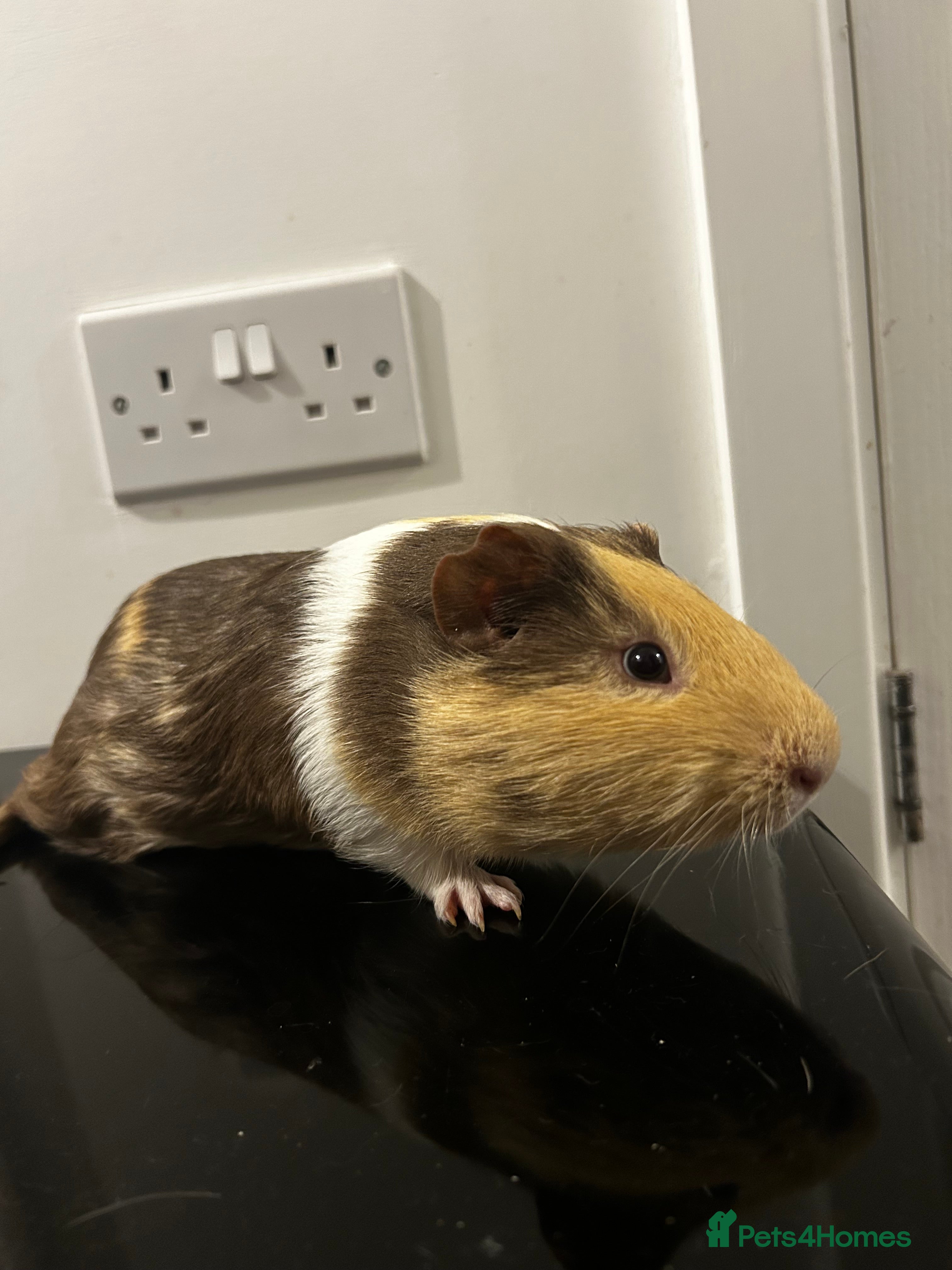 Guinea Pig rodents Single boar for sale - Advert 4