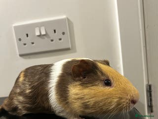 Guinea Pig rodents Single boar for sale - Advert 4