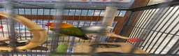 Lovebirds birds for sale: Lovebirds in Bognor Regis - Advert 2