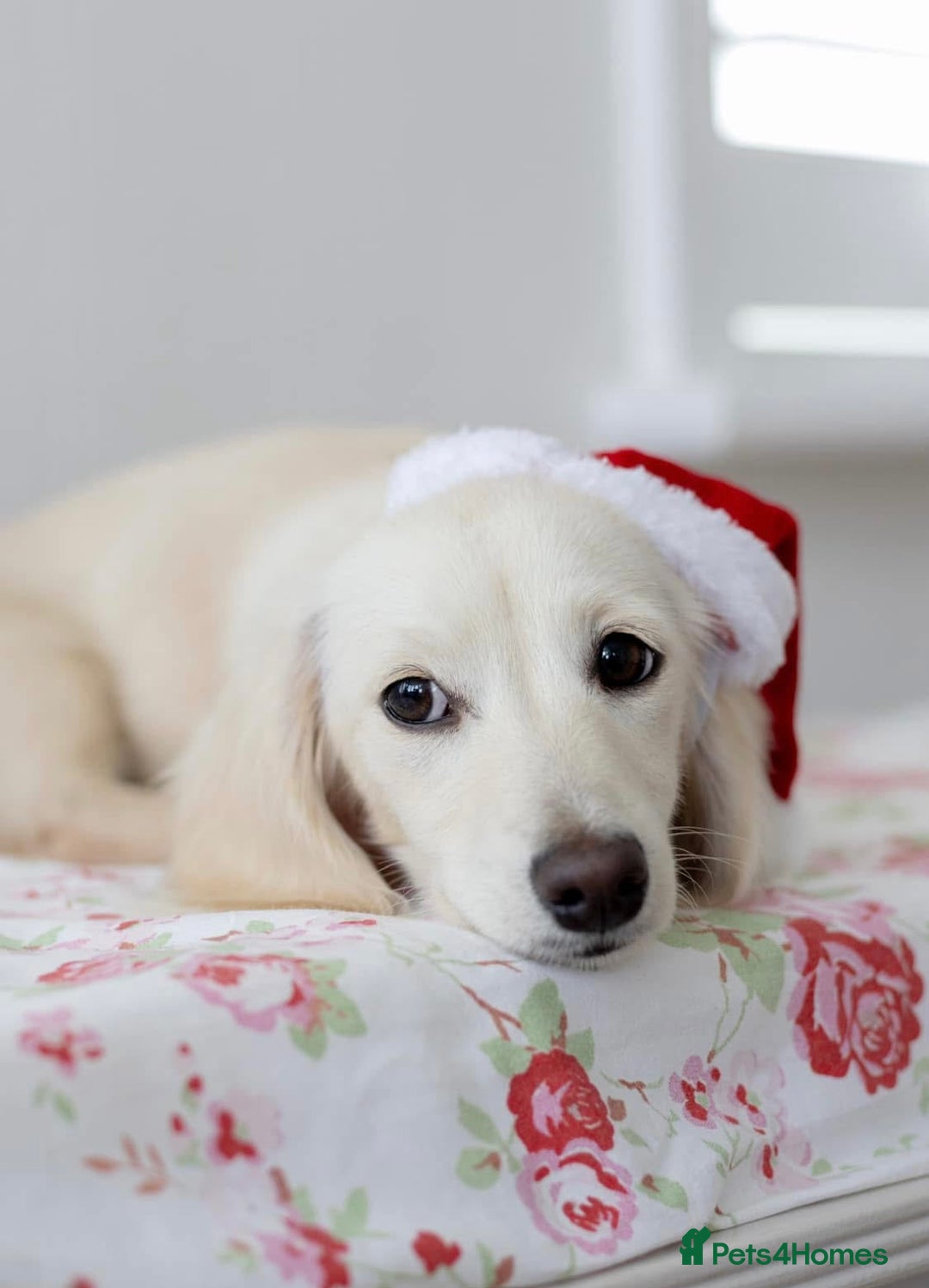 Miniature Dachshund dogs for sale: Platinum Clear Cream Miniature Dachshund - Advert 1