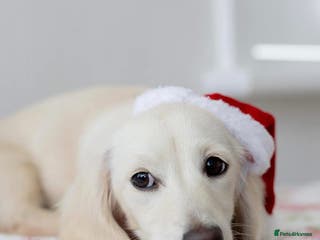 Miniature Dachshund dogs Platinum Clear Cream Miniature Dachshund - Advert 1