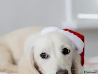 Miniature Dachshund dogs Platinum Clear Cream Miniature Dachshund - Advert 14