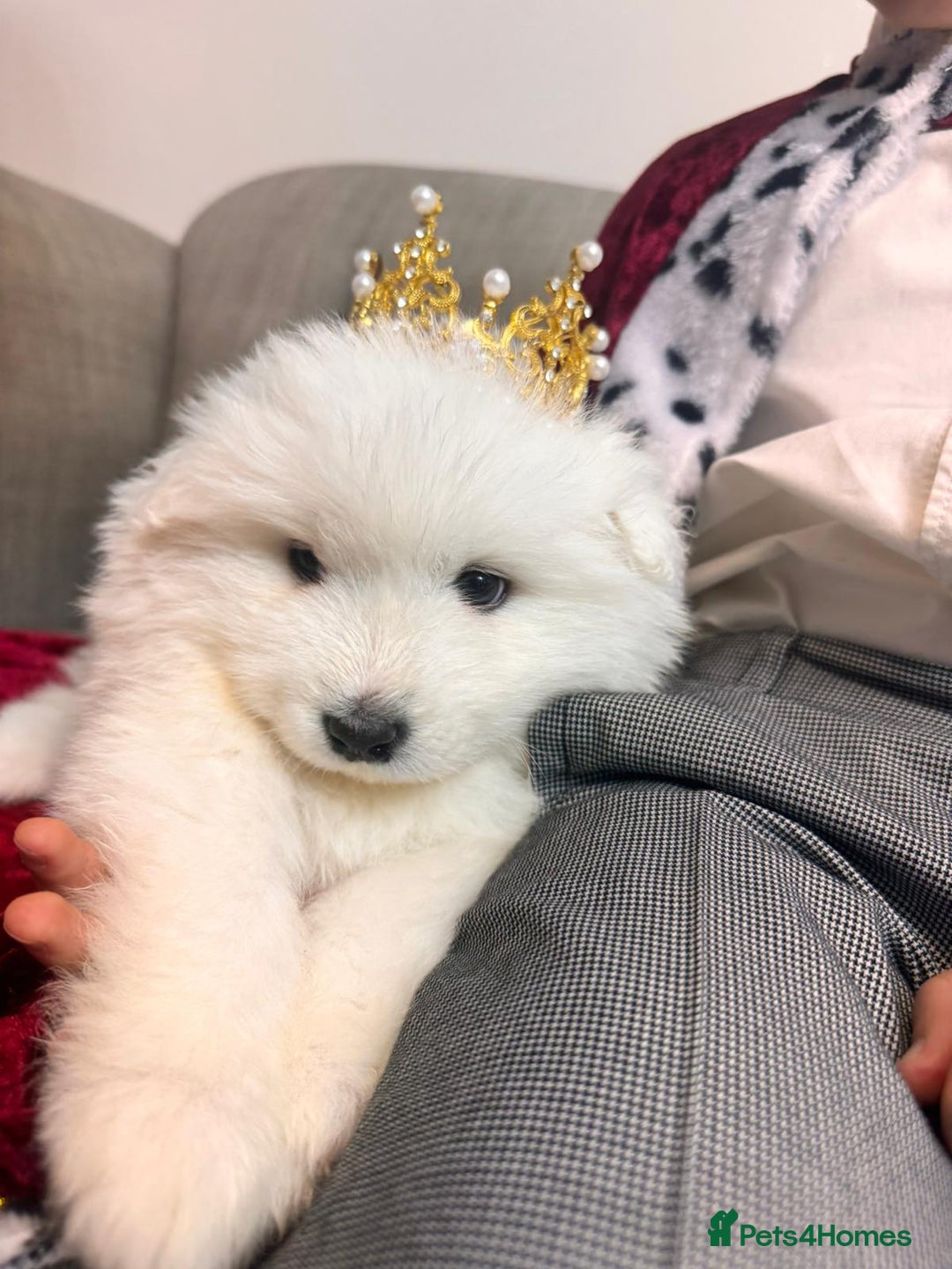 Samoyed dogs for sale: Lovely 4 GIRLS Samoyed puppy - Advert 16