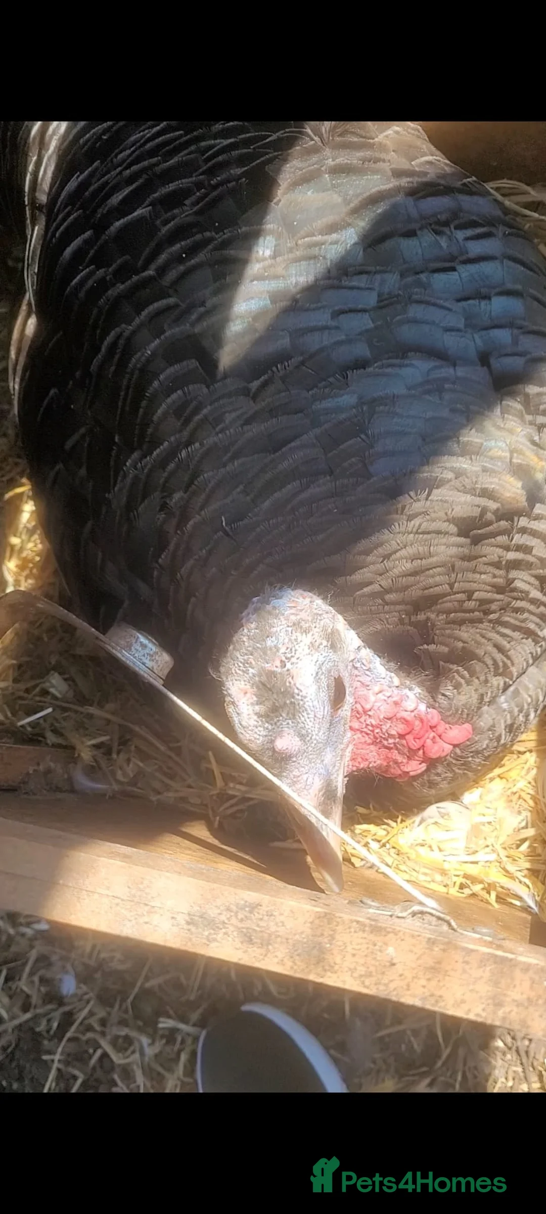 Turkeys poultry for sale: Bronze turkey hen for sale  - Advert 5
