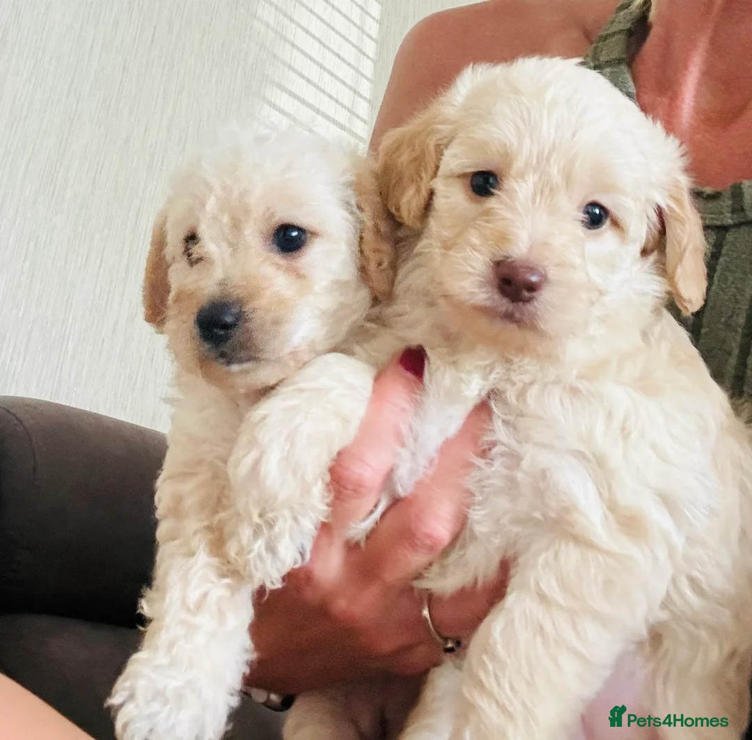 Cockapoo dogs for sale: Beautiful healthy cockapoo - Advert 11