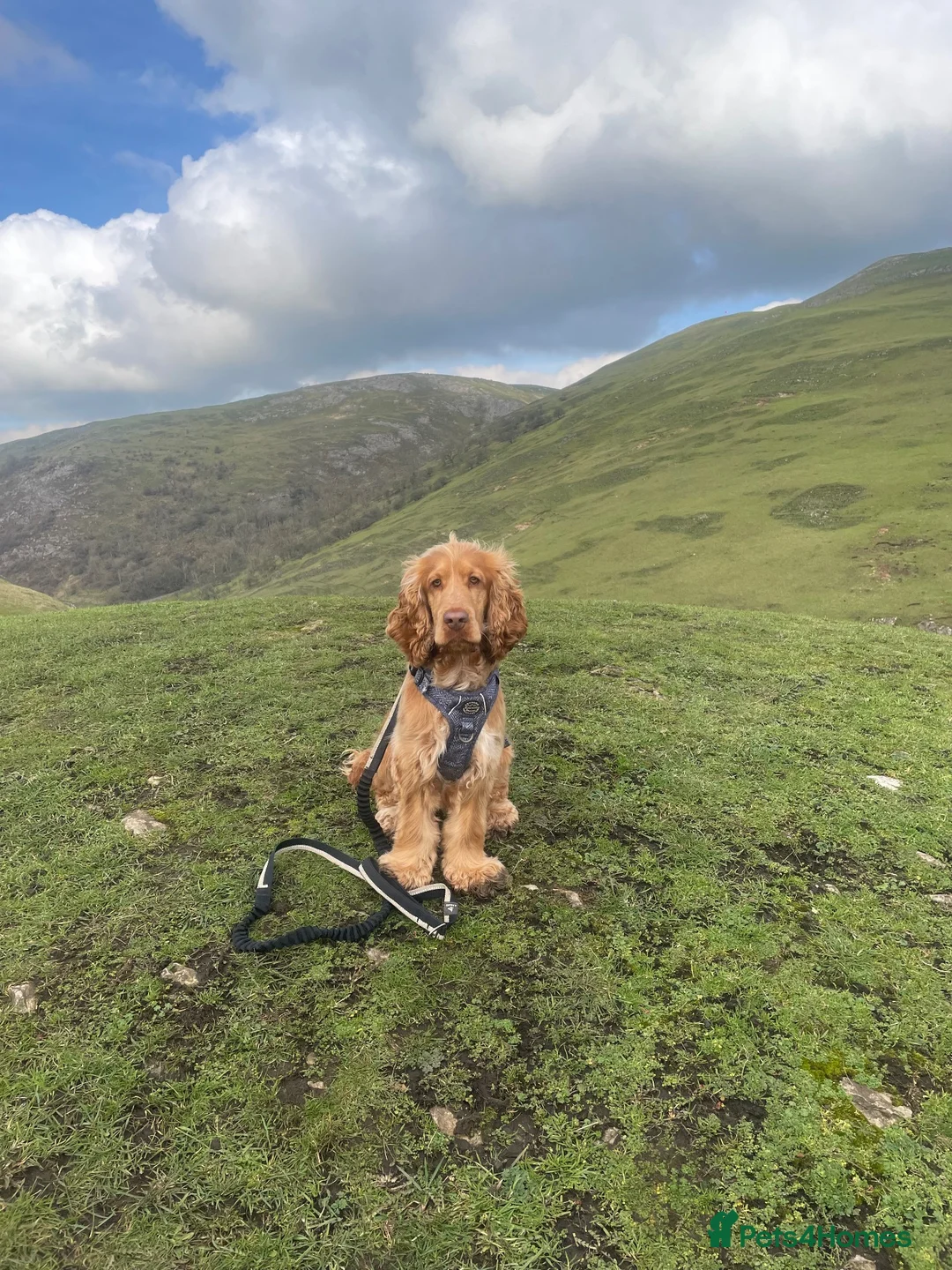 Cocker Spaniel dogs for sale: Beautiful working cocker spaniel- Blu  in Derby - Advert 6