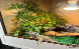 Bearded Dragon reptiles for sale: Sweetest Rankin Dragon needing a new home - Advert 3